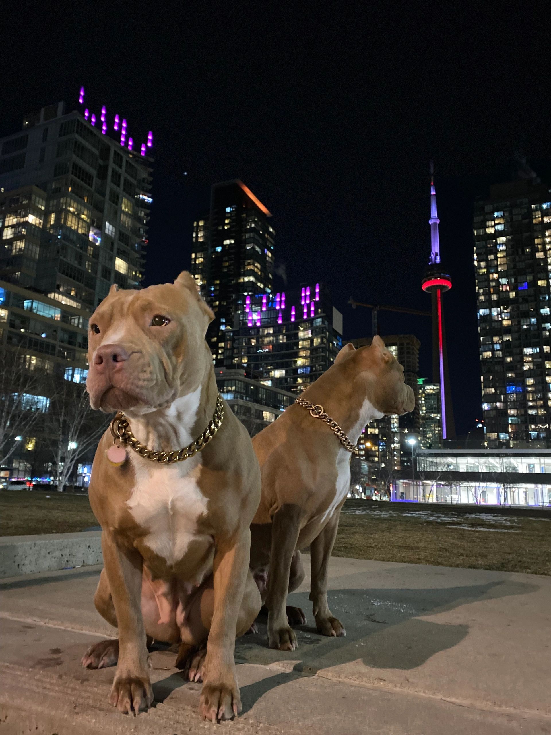 Dog training session in Toronto